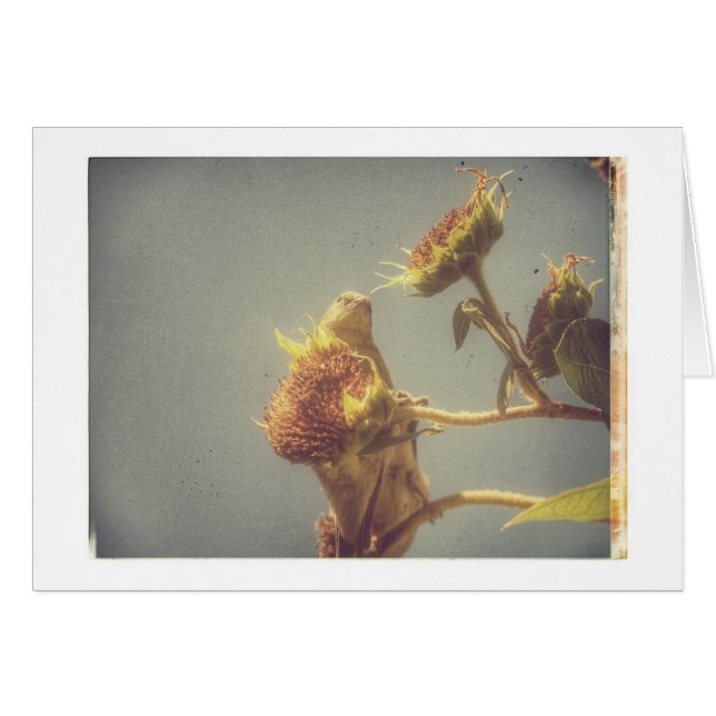 Goldfinch Grunge Cards (Front Horizontal)