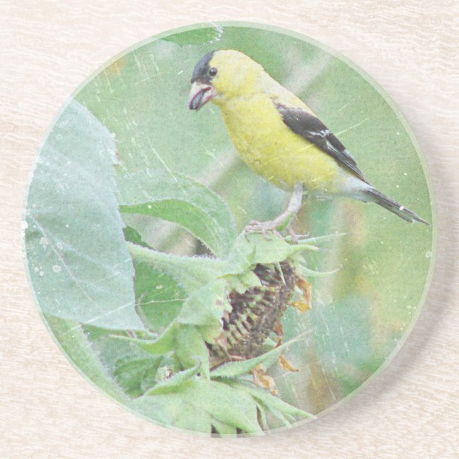 Goldfinch Grunge Sandstone Coaster (Front)