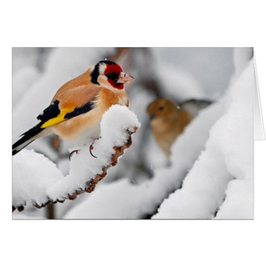 Goldfinch in snow (Front Horizontal)