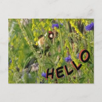 Goldfinch in Wild Flowers Field HELLO Postcard