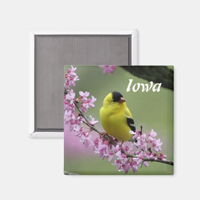 Goldfinch, Iowa State Bird  Magnet (Front/Back)