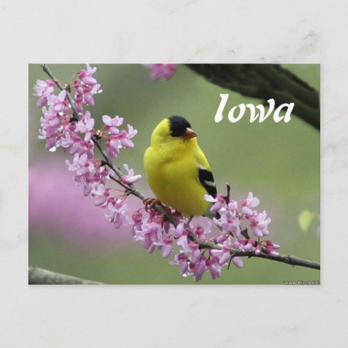 Goldfinch Iowas State Bird Postcard
