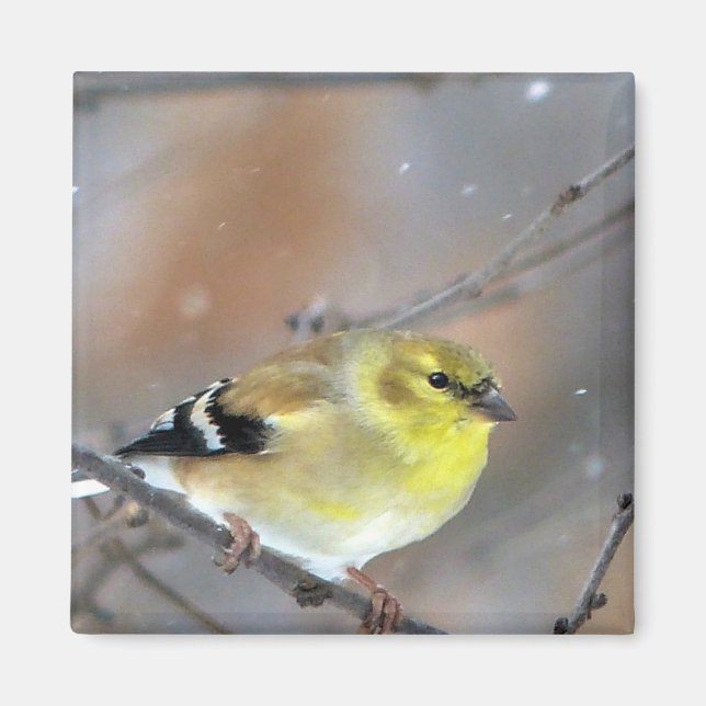 Goldfinch Magnet (Front)