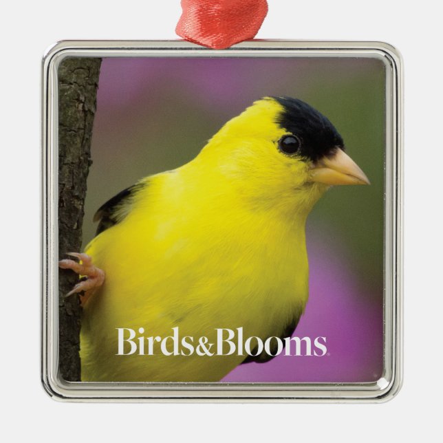 Goldfinch Metal Ornament (Front)