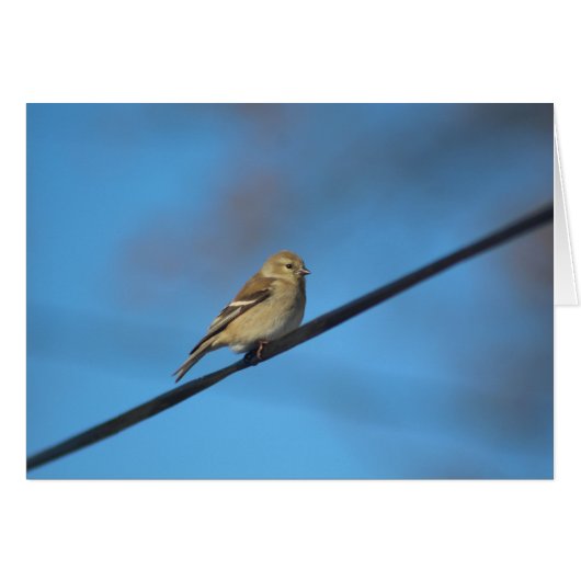 Goldfinch note card (Front Horizontal)