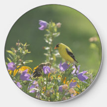 Goldfinch on a Harebell Flower