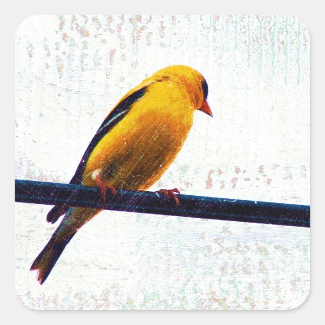 Goldfinch on a Power Line Square Sticker (Front)