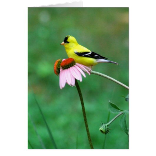 Goldfinch on Coneflower (Front)