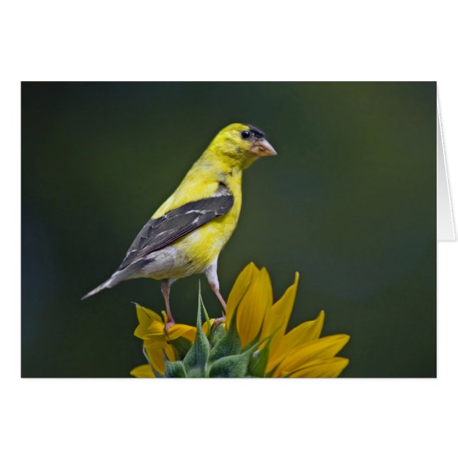 Goldfinch on Sunflower Cards (Front Horizontal)