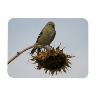 Goldfinch On Top of Sunflower Magnet