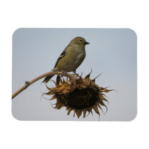 Goldfinch On Top of Sunflowers Magnet