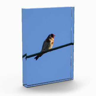 Goldfinch photo block