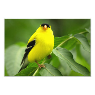 Goldfinch Photo Print
