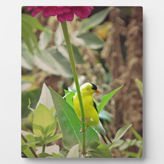 Goldfinch Plaque (Front)