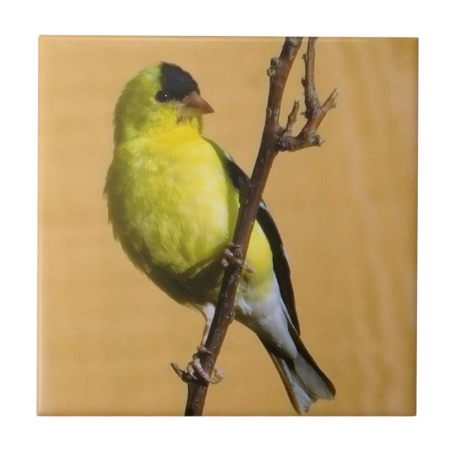 Goldfinch Pose Ceramic Tile (Front)