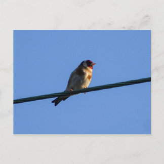 Goldfinch postcard