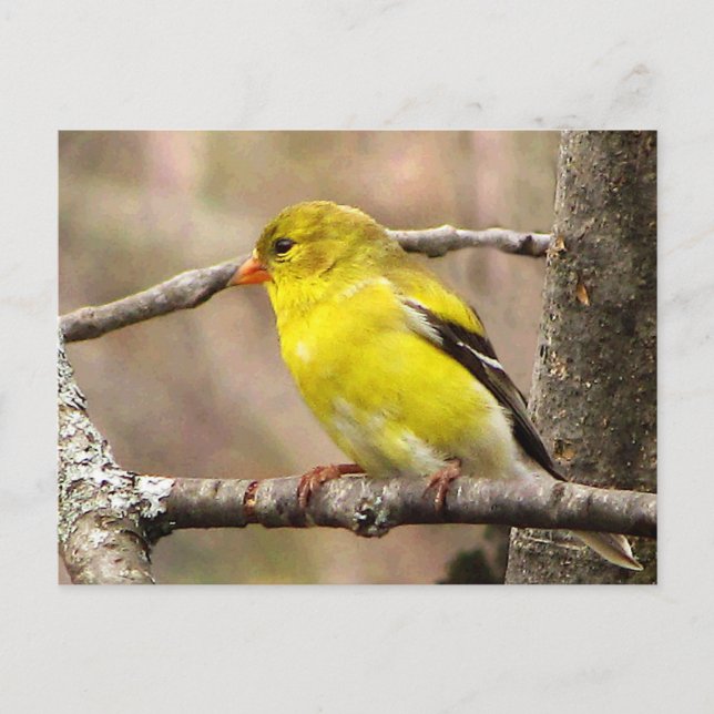 Goldfinch Postcard (Front)