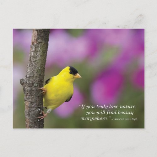 Goldfinch Postcard