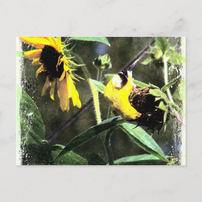 Goldfinch Postcard (Front)