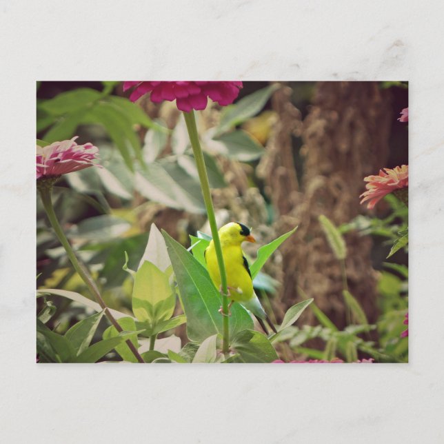 Goldfinch Postcard (Front)