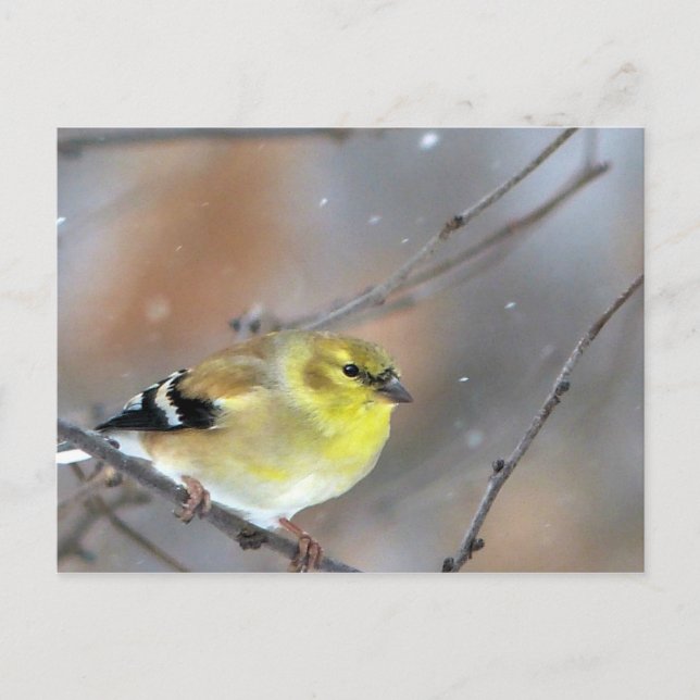 Goldfinch Postcard (Front)
