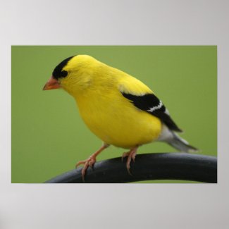 Goldfinch Print