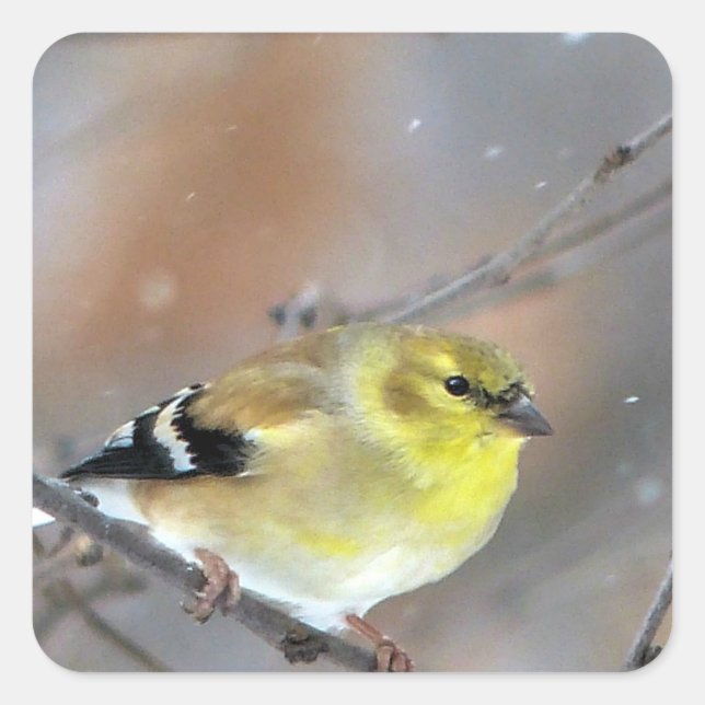 Goldfinch Square Sticker (Front)