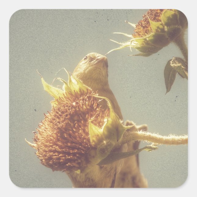 Goldfinch Square Sticker (Front)