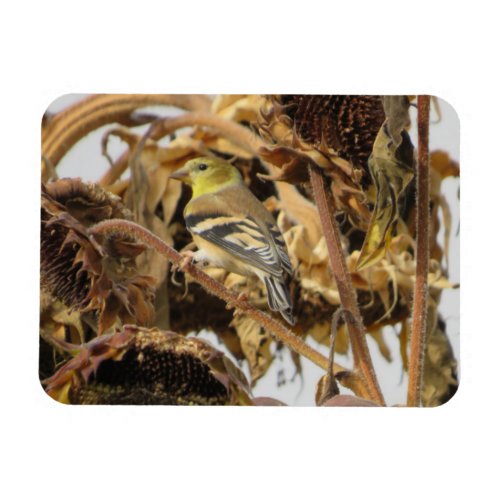 Goldfinch with Sunflower Magnet