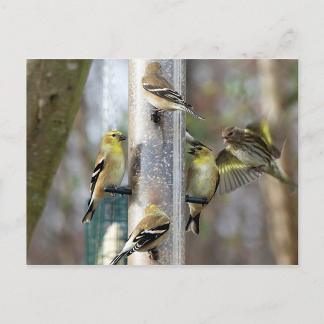 Goldfinches at the Feeder Postcard (Front)