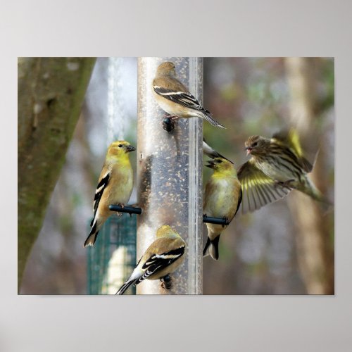 Goldfinches at the Feeder Poster