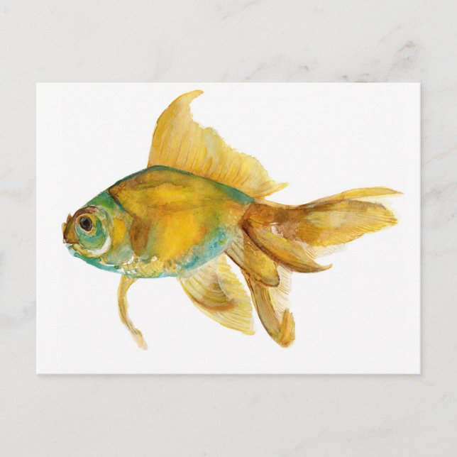 goldfish2.jpg postcard (Front)
