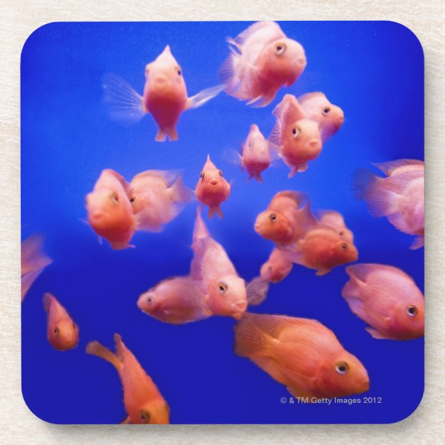 Goldfish 2 coaster (Front)