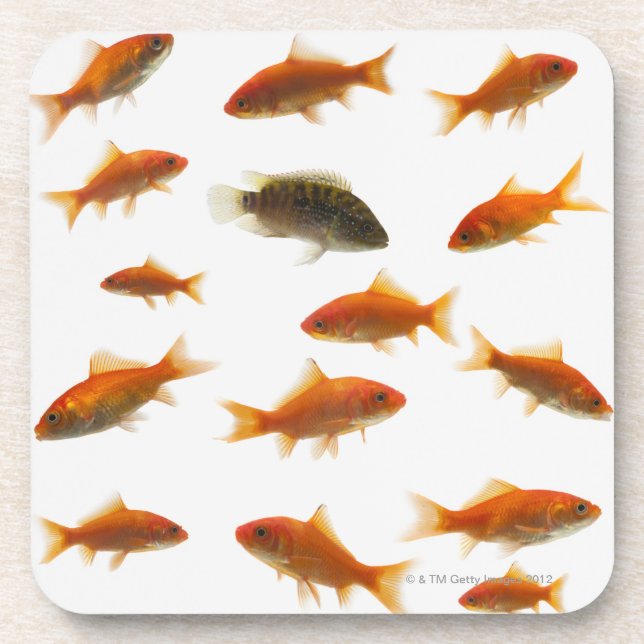 Goldfish 3 beverage coaster (Front)