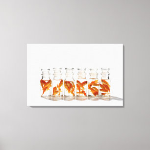 Goldfish 7 canvas print