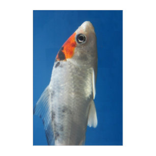 Goldfish Acrylic Wall Art, 24" x 36" Print