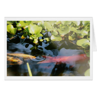 Goldfish Blank Cards