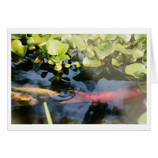 Goldfish Blank Cards (Front Horizontal)