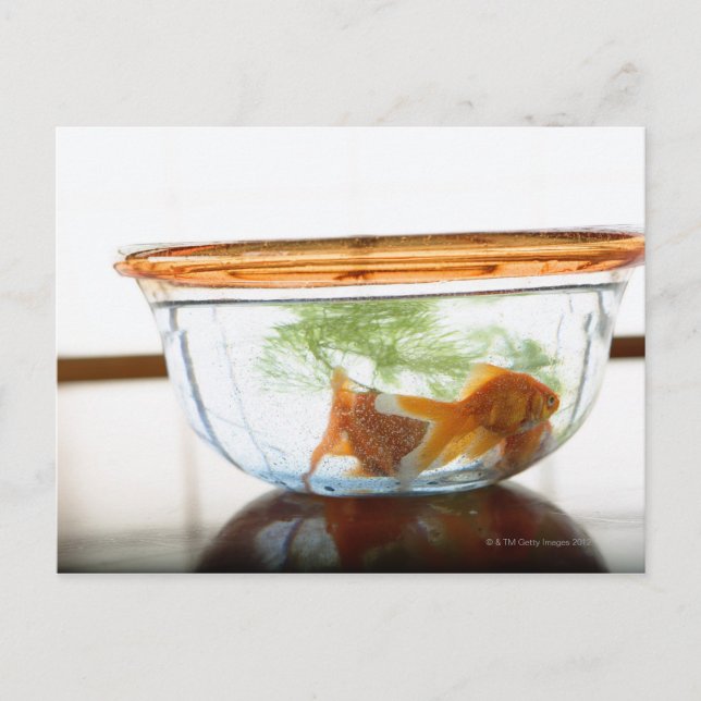Goldfish bowl postcard (Front)