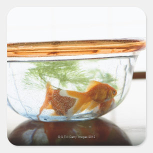 Goldfish bowl square sticker