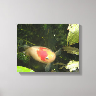 Goldfish Canvas Print