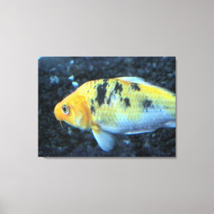 Goldfish Canvas Print