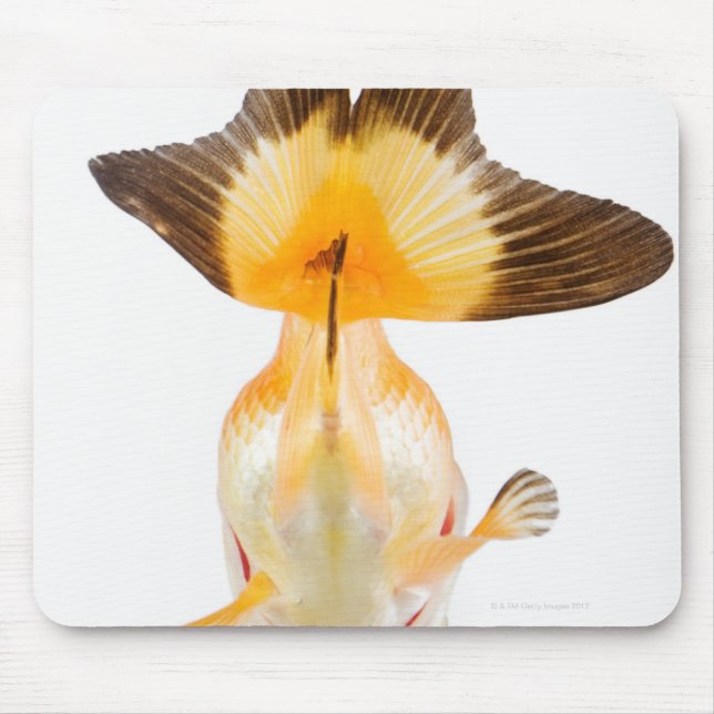 Goldfish (Carassius auratus) 2 Mouse Pad (Front)