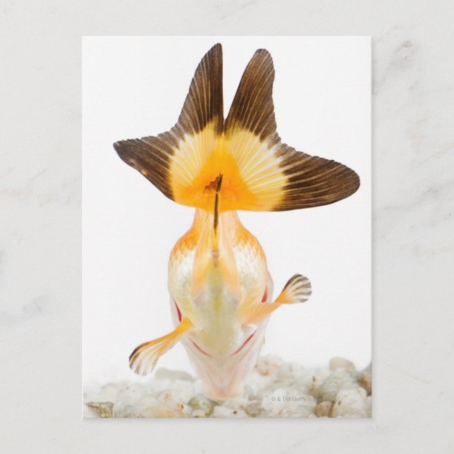 Goldfish (Carassius auratus) 2 Postcard (Front)