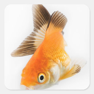 Goldfish (Carassius auratus) Square Sticker