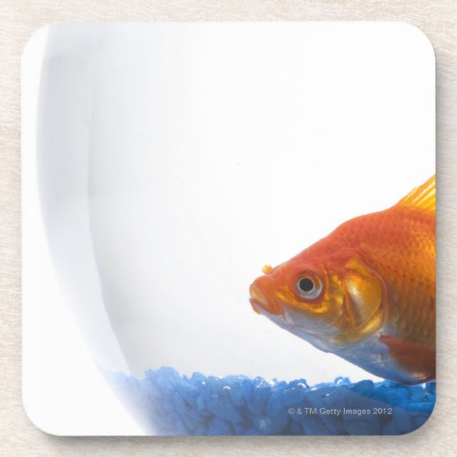 Goldfish in bowl on white background drink coaster (Front)