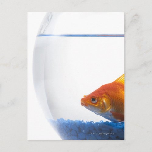 Goldfish in bowl on white background postcard