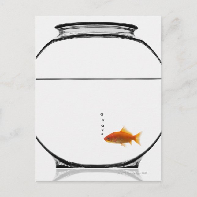 Goldfish in bowl postcard (Front)