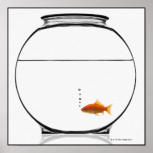 Goldfish in bowl poster