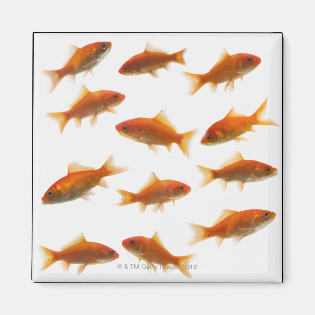 Goldfish Magnet (Front)